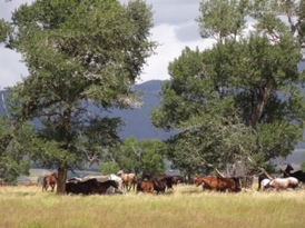 Cottenwoods provide shade and protection.