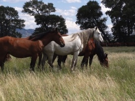 Grazing is what it's all about.