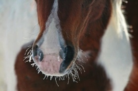 Oh, those frosty, velvet noses!