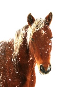 Love those flaxen manes. Nature’s highlights.