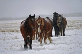 A frosty crew. We try to make their lives like that they would experience in the wild.