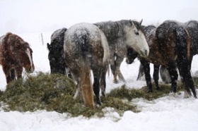 They are so grateful for their hay in front of them.