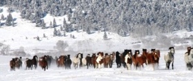 The feeding "stampede".